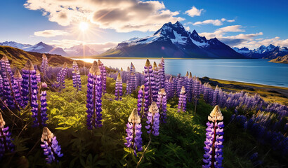 Beautiful summer landscape with a stunning morning view of a cape and mountain, accompanied by blooming lupine flowers. - obrazy, fototapety, plakaty