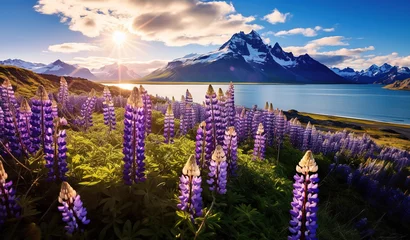 Zelfklevend Fotobehang Noord-Europa Beautiful summer landscape with a stunning morning view of a cape and mountain, accompanied by blooming lupine flowers.