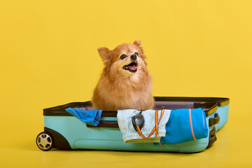 Fluffy pet dog funny sitting in a big suitcase with things. A small red German spitz puppy fit...