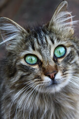 Closeup shot of a tabby cat with green eyes staring intently into the camera