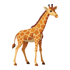 Giraffe illustration on White Background
