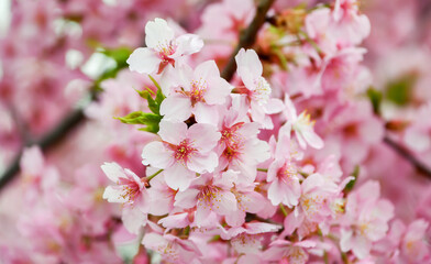 京都 淀水路の河津桜