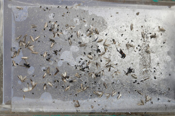 The result of a sticky trap with a pheromone attractant in a sugar beet field. The pest is beet...