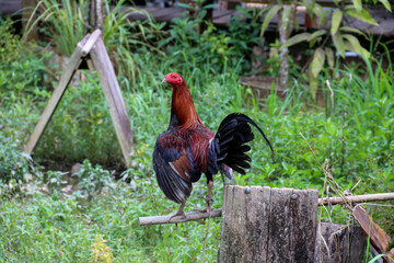 Cockerel in a Jungle Village Location in Sarawak Borneo Malaysia - 752197415