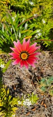 Vibrant Gazania flower stands out in a lush garden setting
