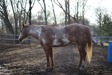 Solitary horse in a dirt field