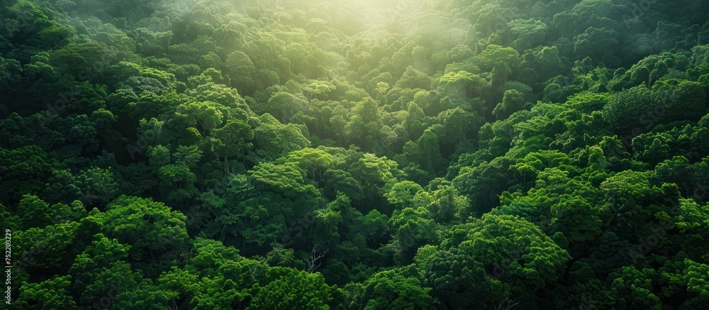 Poster the sun shines brightly through the dense canopy of trees in the forest, creating a mesmerizing patt