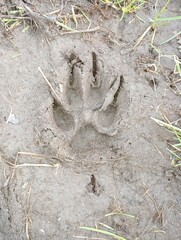 Paw print of a large dog left in the mud - 752203459