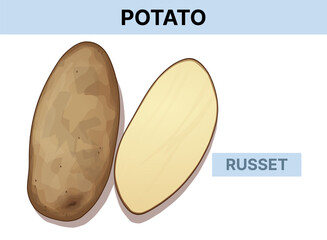 Russet potato. Vector illustration isolated on white. 