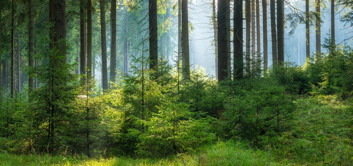 Panorama of Sunny and Foggy Spruce Forest with Thick Undergrowth - 752204475