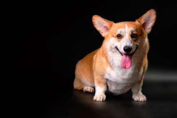The Welsh Corgi dog, sitting in front of the camera, looks directly at the object. Studio photo