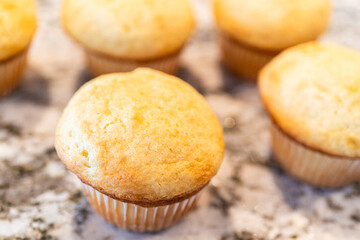 Baking Cupcakes for Creative Cactus-Themed Decoration