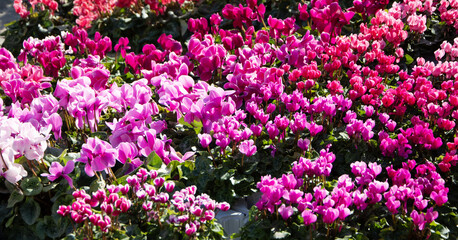Obraz premium a large group of flowers that are in the ground close together