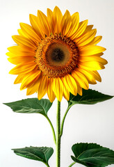 Obraz premium Sunflower on an isolated background. Symbol of the Sun. Yellow flowers, agriculture. Seeds and oil.