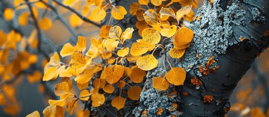 Detailed view of a tree showing vibrant yellow leaves filling the frame.