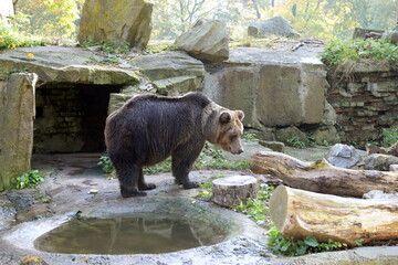 Brown bear 