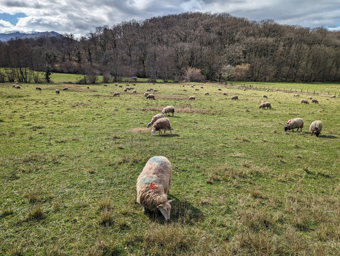 Ovelhas pastando em harmonia, enquanto uma majestosa zona montanhosa se ergue no horizonte, envolvida pela serenidade de uma floresta deslumbrante