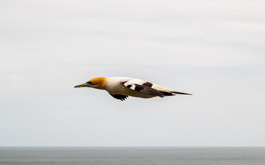 gannet flying at new zealands north island 