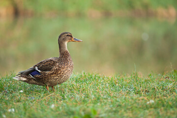 Naklejka na ściany i meble Duck standing near a pond on grassy shore