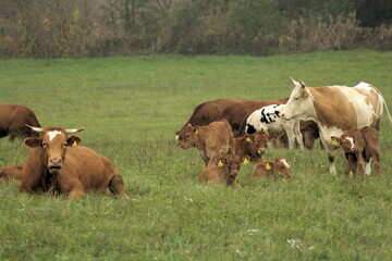 Cows grazing on green grass