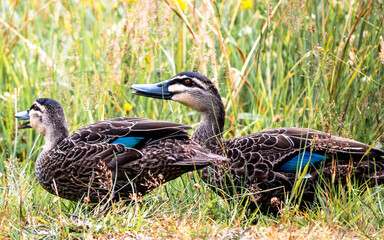 two ducks walking in grass