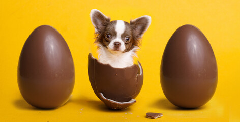 Fototapeta na wymiar Cute puppy on a yellow background in a chocolate egg. Happy Easter.