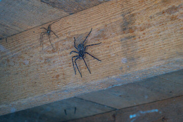 Giant intimidating spiders beneath an Arkansas home, USA