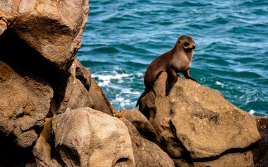 young seal sitting on a rock in front of the ocean