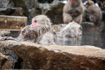 Snow monkey