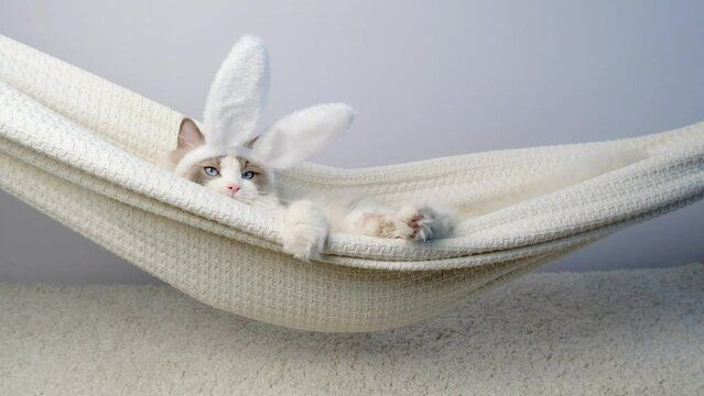 The cat with rabbit ears is swinging in a hammock.