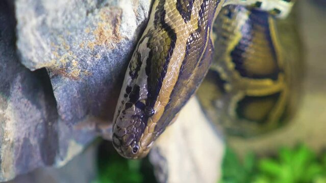 Tiger python at a zoo. Close-up
