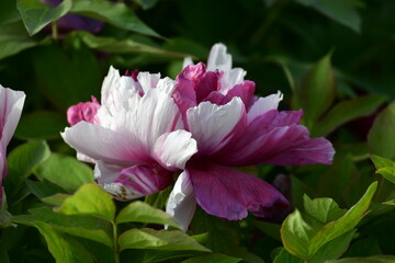 Beautiful peony flowers surrounded by lush green leaves