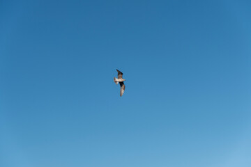 Seagull on blue background. European herring gull, Larus argentatus. Seagull flying in front of blue clouds.