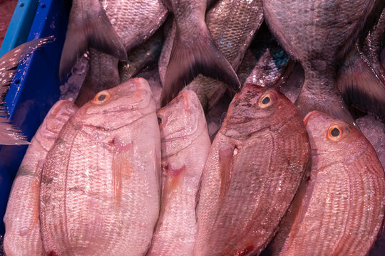 Urta or rock sama, Pagrus auriga, wild rock fish, family of the sea bream or bream, fresh, recently unloaded from the boats and for sale in a market in a Spanish coastal city. Huelva, Spain.