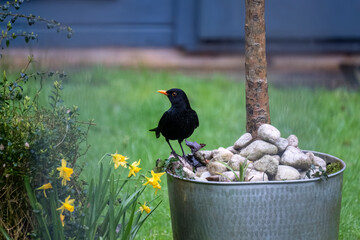 Blackbird in the garden 