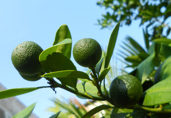 Jeruk kunci is a native plant of Bangka Belitung island, indonesia. Usually jeruk kunci are squeezed and put in soy sauce or sambal or make a fresh drink by adding water and sugar.