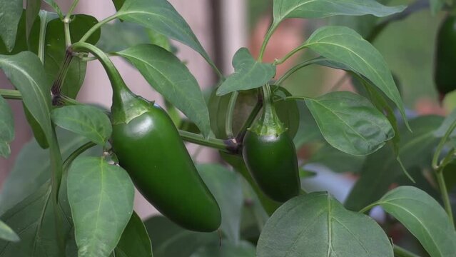 Green Jalapeno Plant standing on its branch