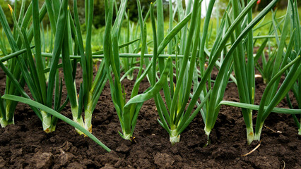 Fototapeta premium Green onions grow in the garden outdoors. Panorama. Growing organic vegetables. Greens to the table.