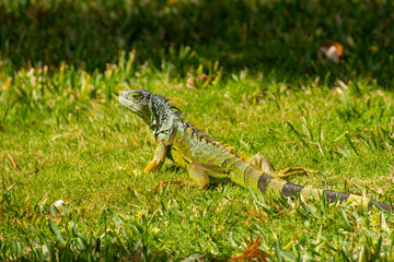 Lizard on the lawn of a large park in Florida in the United States