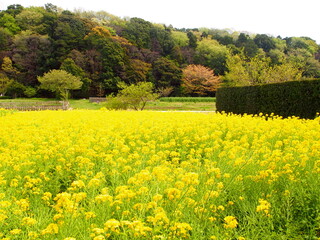 菜の花咲く21世紀の森と広場風景
