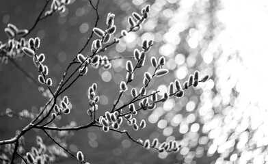 Branch with flowering pussy willow (Salix caprea) on a sunny spring day in March. Easter branch...