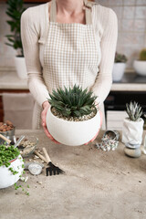 Woman holding Aloe Aristata house plant with roots for replanting