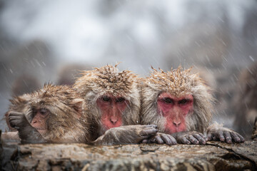 Snow monkey