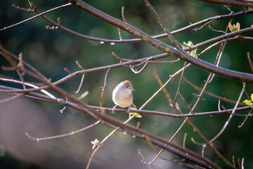 blackcap bird in the garden 