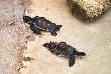 Beachcomber Island, Fiji