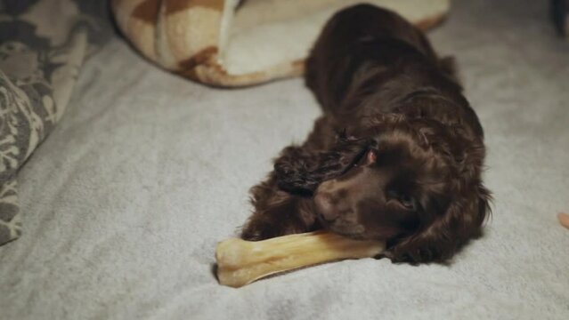 Portrait purebred cute young English Cocker Spaniel, chewing bone on bed. Young dark brown English Cocker Spaniel puppy chewing bone lying on bed. A playful English Cocker Spaniel looks at the camera.