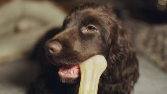Portrait purebred cute young English Cocker Spaniel, chewing bone on bed. Young dark brown English Cocker Spaniel puppy chewing bone lying on bed. A playful English Cocker Spaniel looks at the camera.