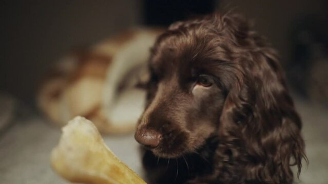 Portrait purebred cute young English Cocker Spaniel, chewing bone on bed. Young dark brown English Cocker Spaniel puppy chewing bone lying on bed. A playful English Cocker Spaniel looks at the camera.