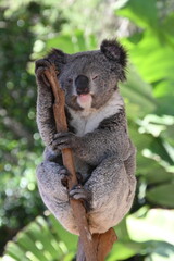 Koala perched on a tree branch against lush green foliage