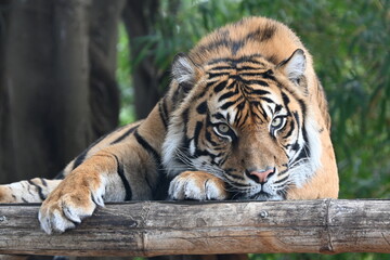 Tiger resting on a log with paws draped over - Powered by Adobe